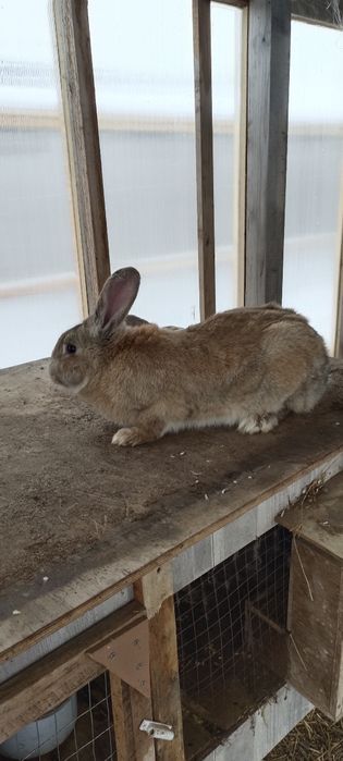 Продажа Кроликов