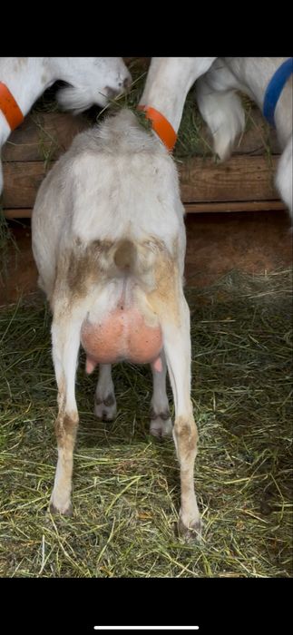 Disponibil tapisor saanen