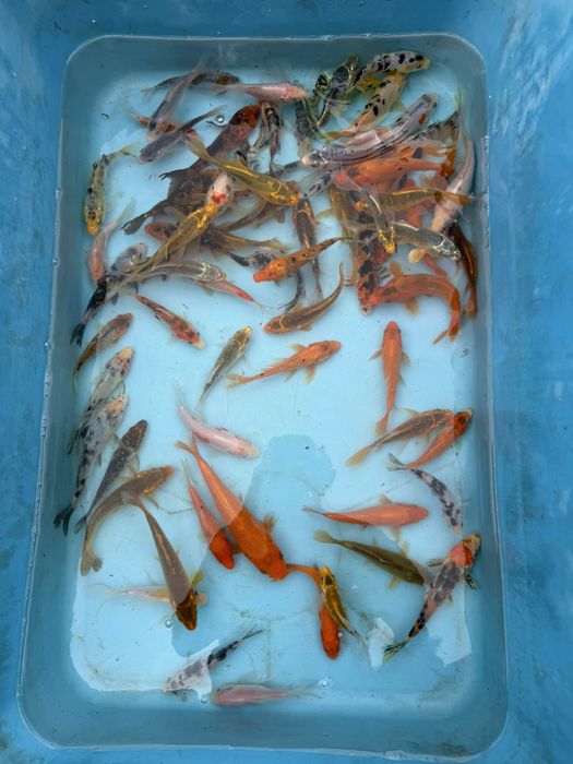 Crap koi standard si butterfly