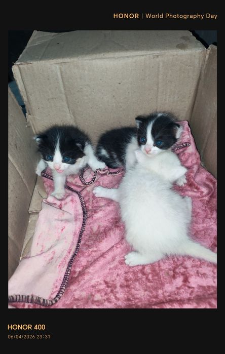 Мушук боласи Muhsuk bolasi