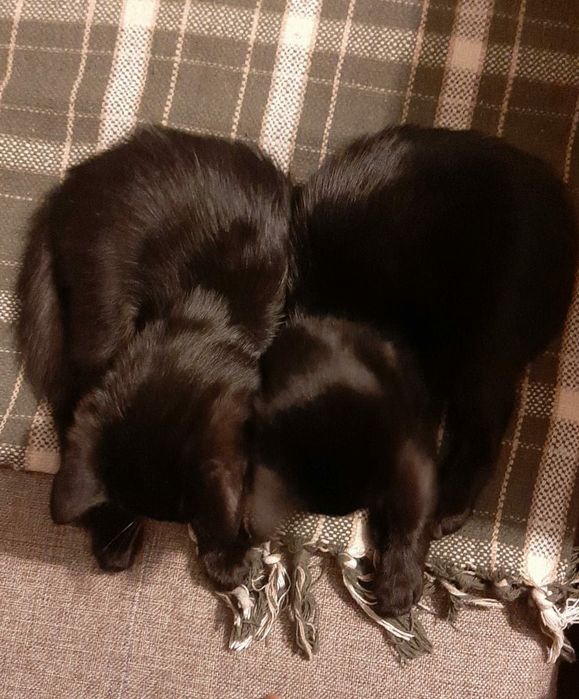 Отдам котят. Мальчик и девочка, 3 месяца