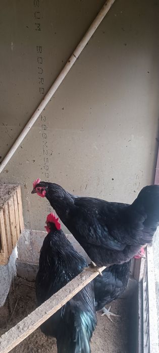 Корашахзода товуклари сотилади. Товуклар тухум туғяпти