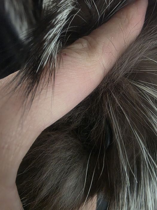 Haina piele si vulpe 42