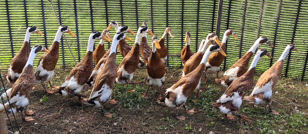 Oua rata alergătoare indiana, culoare maro baltat