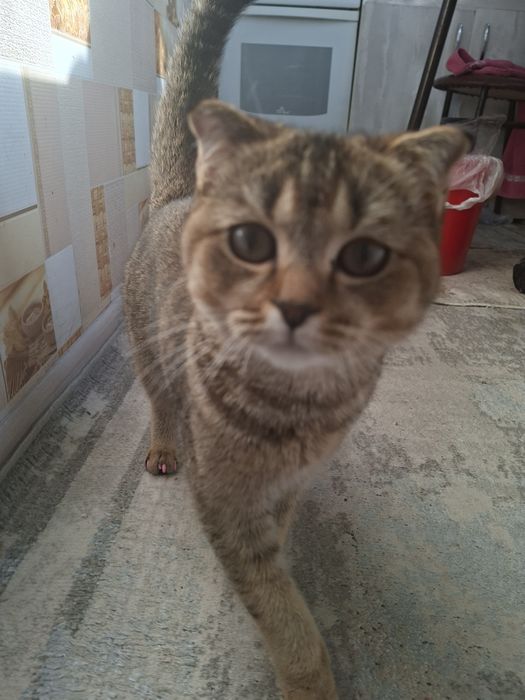 Кошка скотиш фолд привитая