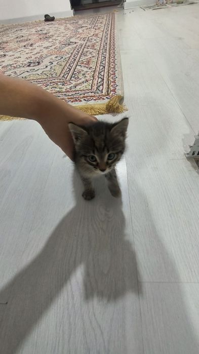 Котенок в добрые руки