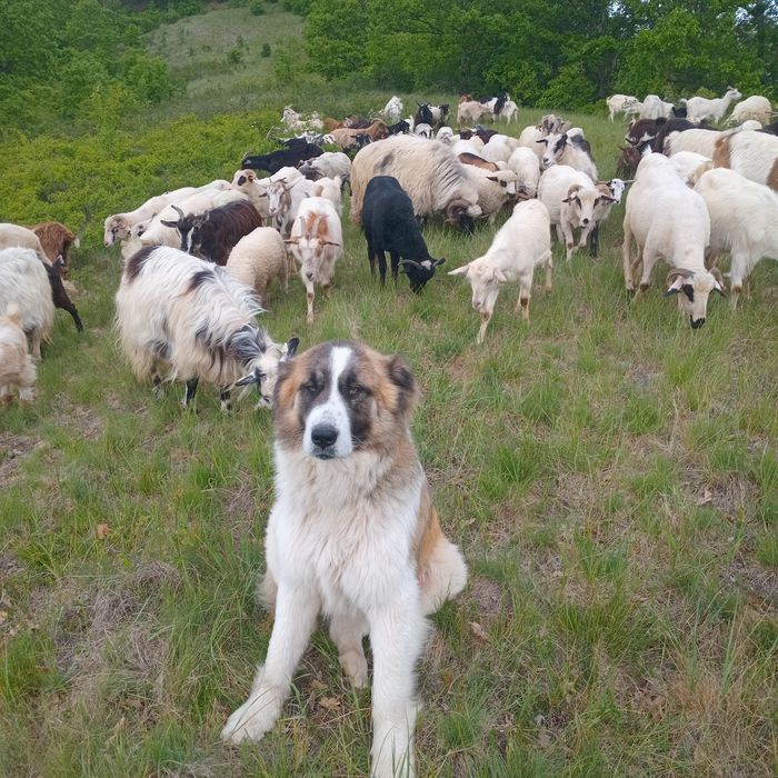 Vand iezi de rusalii