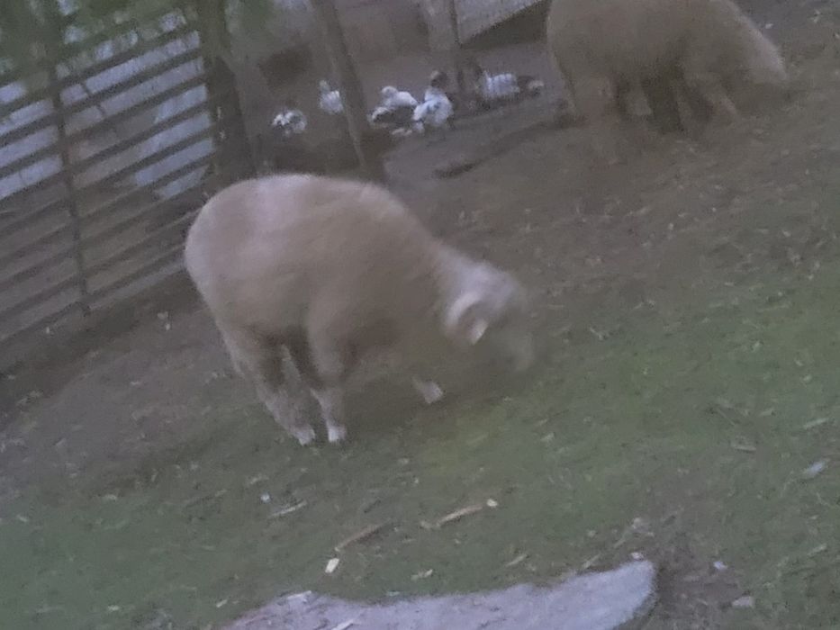 Vând Berbec! 30/35 kg