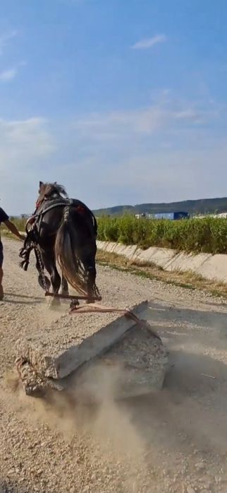 Iapă grea gestanta in 8luni