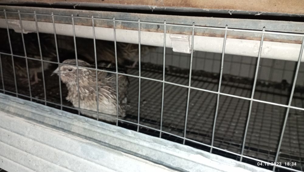 Bedana sotiladi 25000 mindan bowlanadi tuxumga endi kiradi