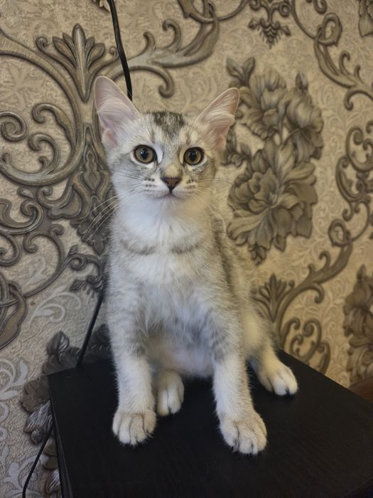 Отдам котят в хорошие руки