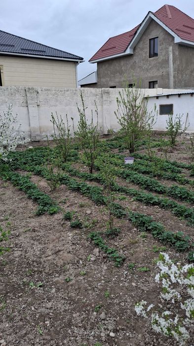 Саженец клубника