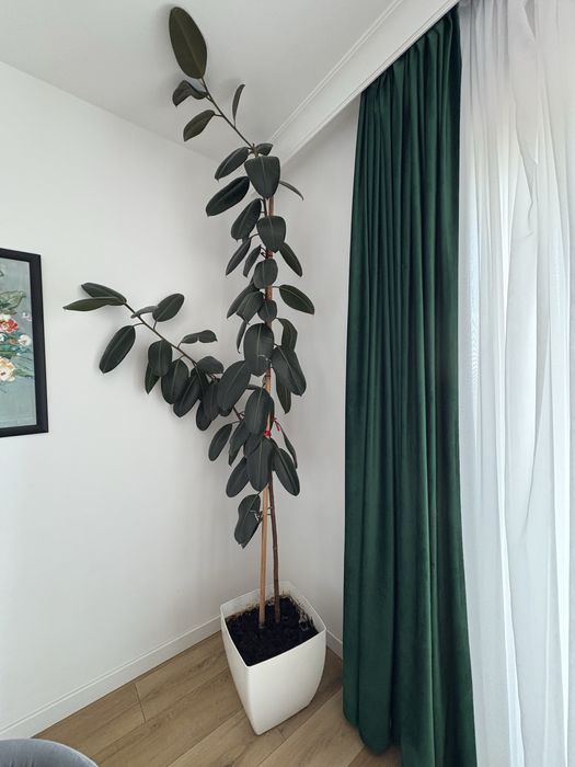 Floare Ficus , verde, 280 cm.