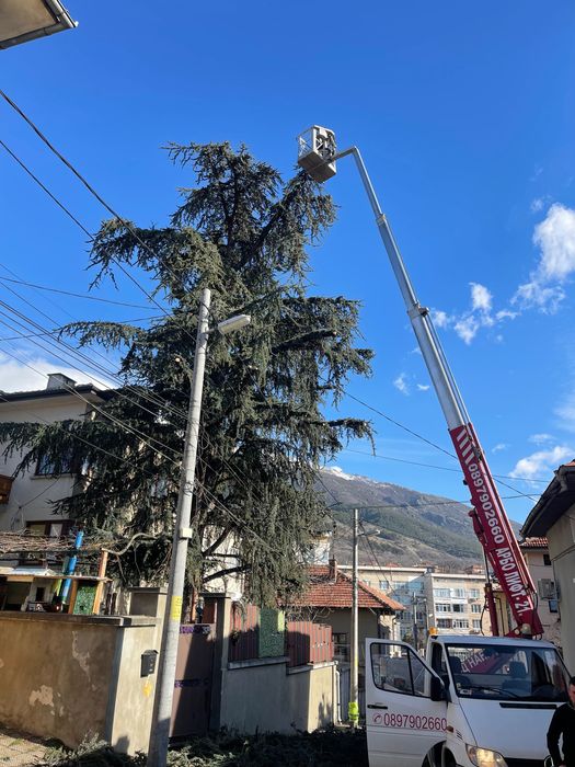 Професионално рязане и поддръжка на дървета Пловдив