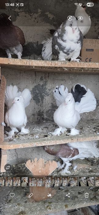 Porumbei de vânzare