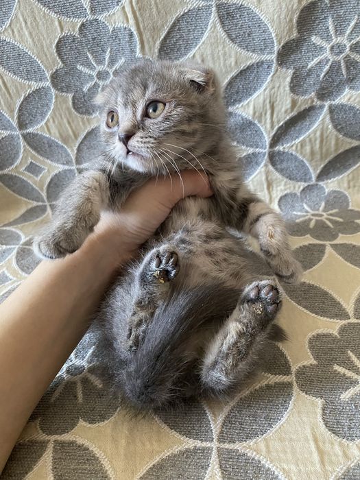 Шотландская девочка осталась последняя