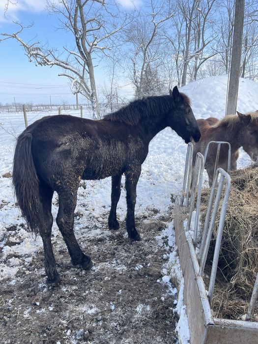 Mânz Barok Friz 10 luni