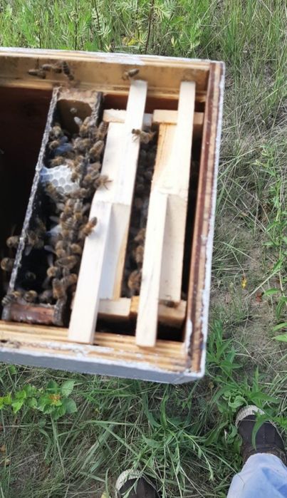 Mătci 45 lei buckfast carnica carpatină stupi familii albine roi