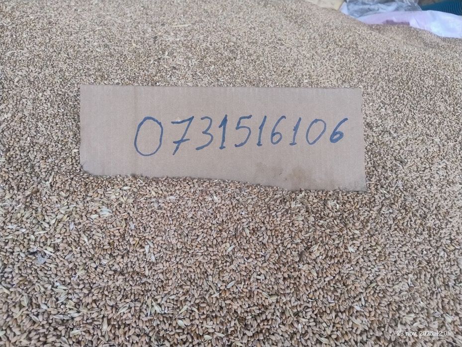 De vânzare grau 2025