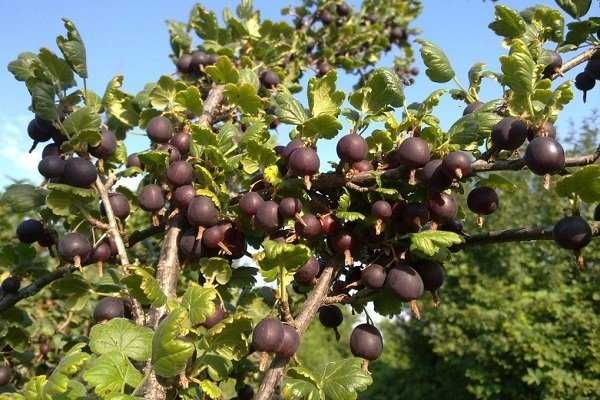 Мевали ва бутасимон ўсимликлар- саженцы плодовых и кустарниковых