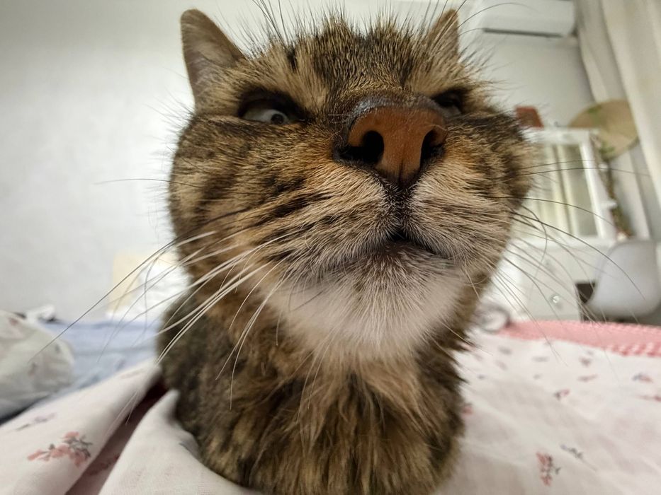 Котенок - кошка. Девочка ищет добрый дом)
