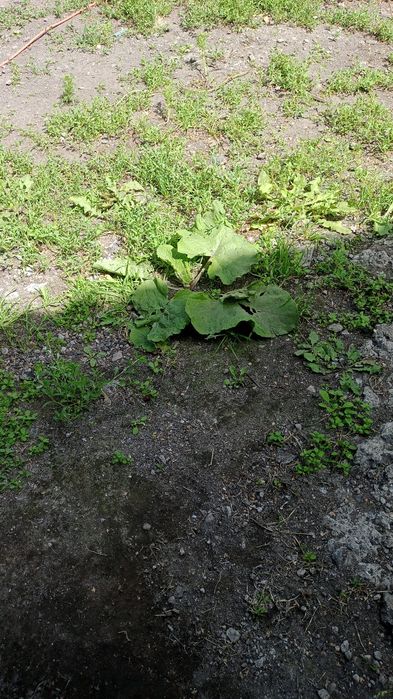 Продам дом в Михайловке