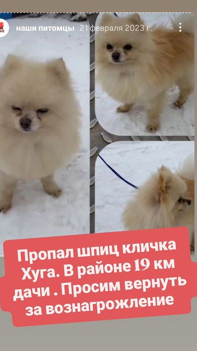 Пропала собака шпиц.