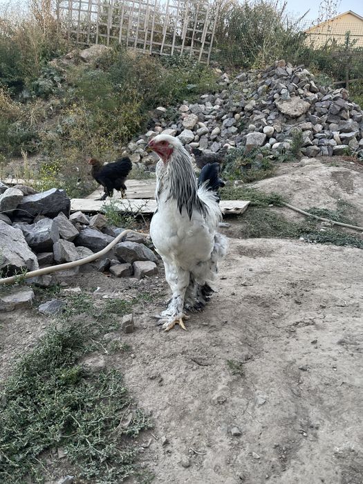 Продам петушков, курей