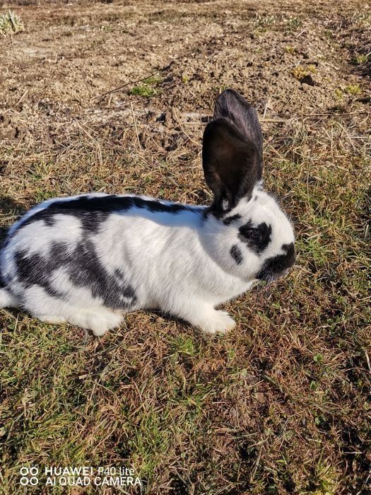 Vând iepuri de la 2 la 5 luni