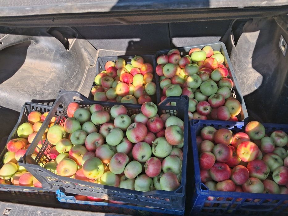 Продам яблоки сорт Лимонка красные