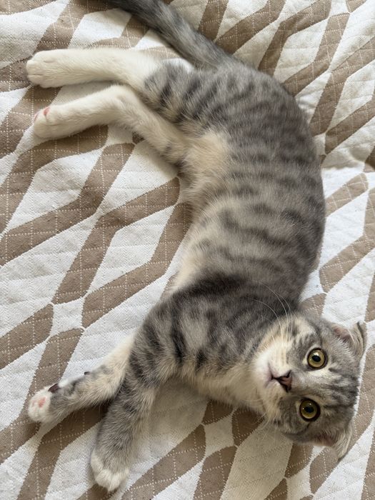 Вислоухий котенок