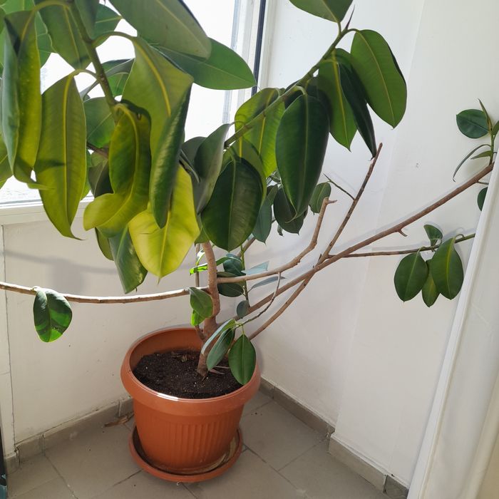 Продавам голям фикус