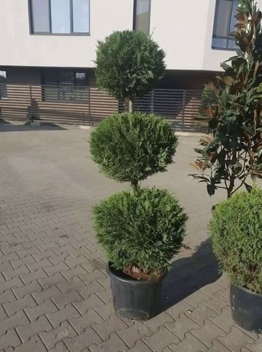 Plante ornamentale