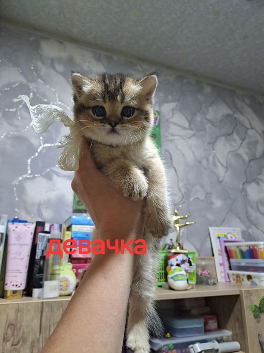 Продаю котенка страйтт