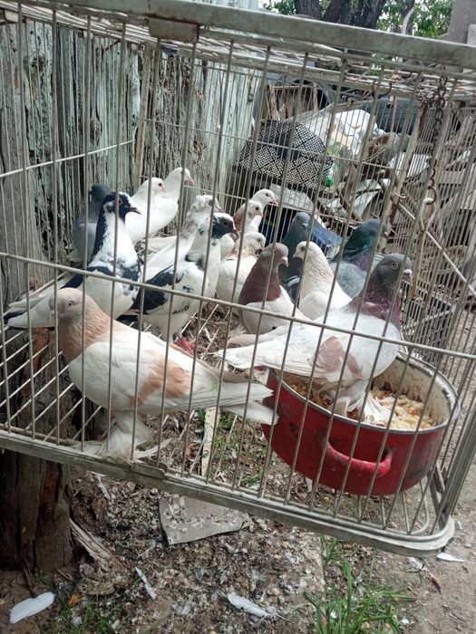 Голуби голуби голуби