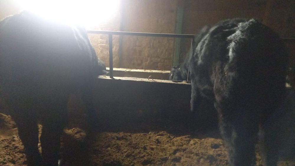 Быки быки быки быки