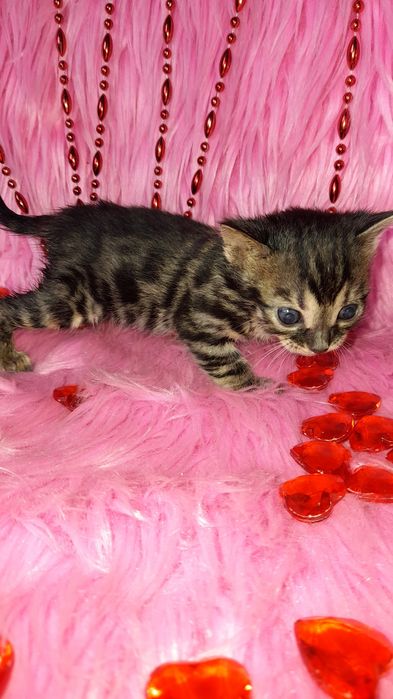 Бенгальская угольная девочка