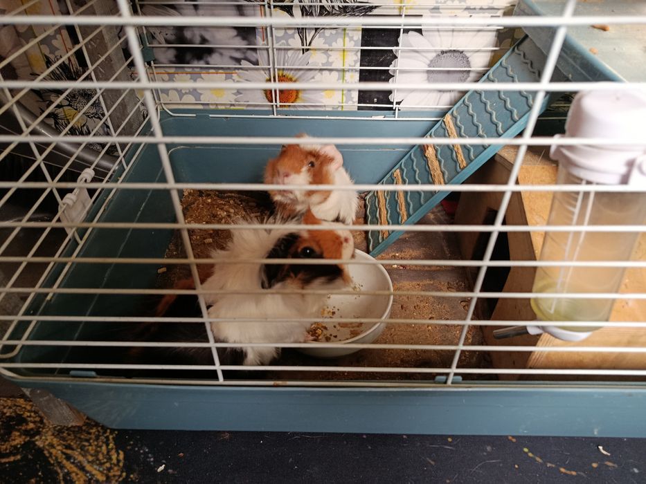 Продаются морские свинки с большой клеткой,домиком