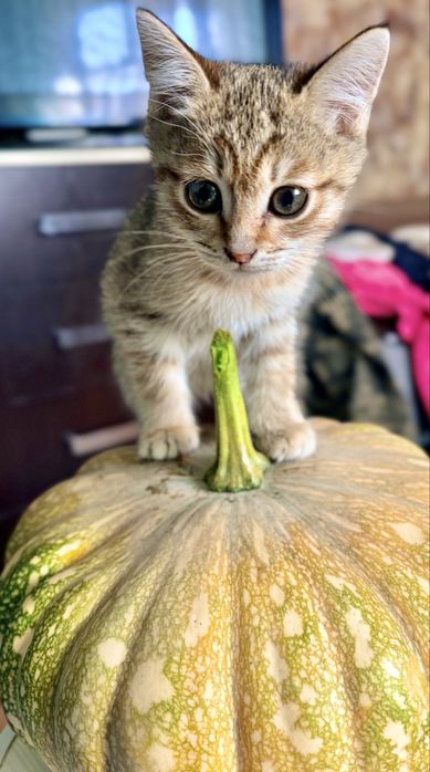 Котенок, девочка.
