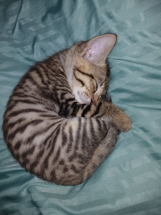 Кошка кошка кошка