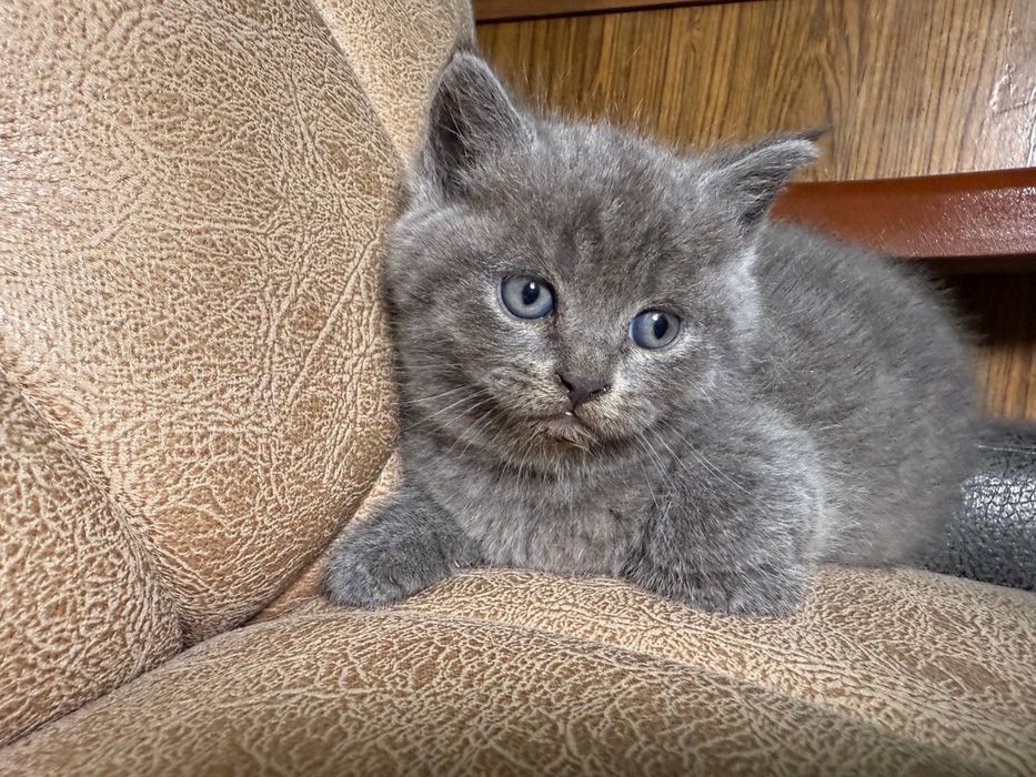 Продается  котята скотиш страйт