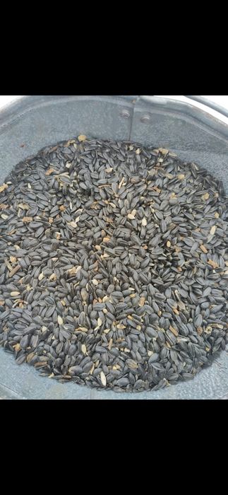 Подсолнечник лузговой