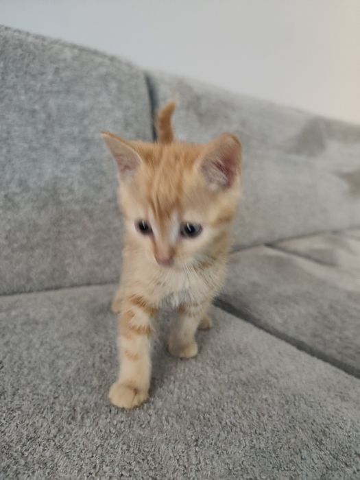 Продам двух котов.