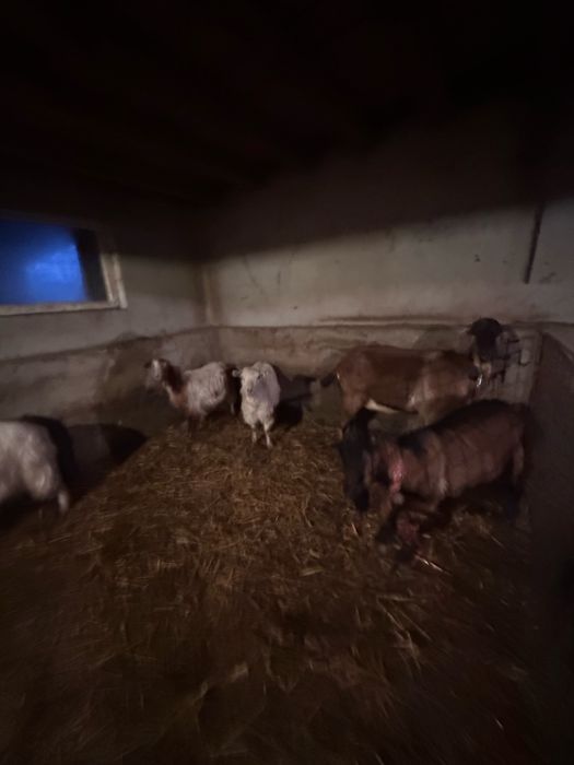 Capre de Vanzare pentru Paste