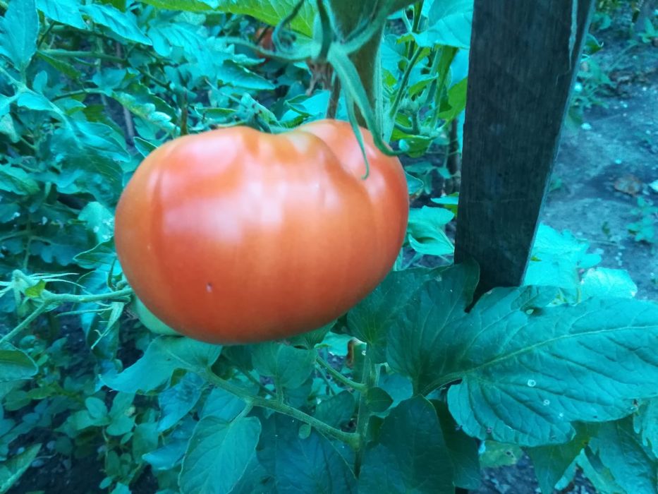 Răsaduri de roșii bulgaresti