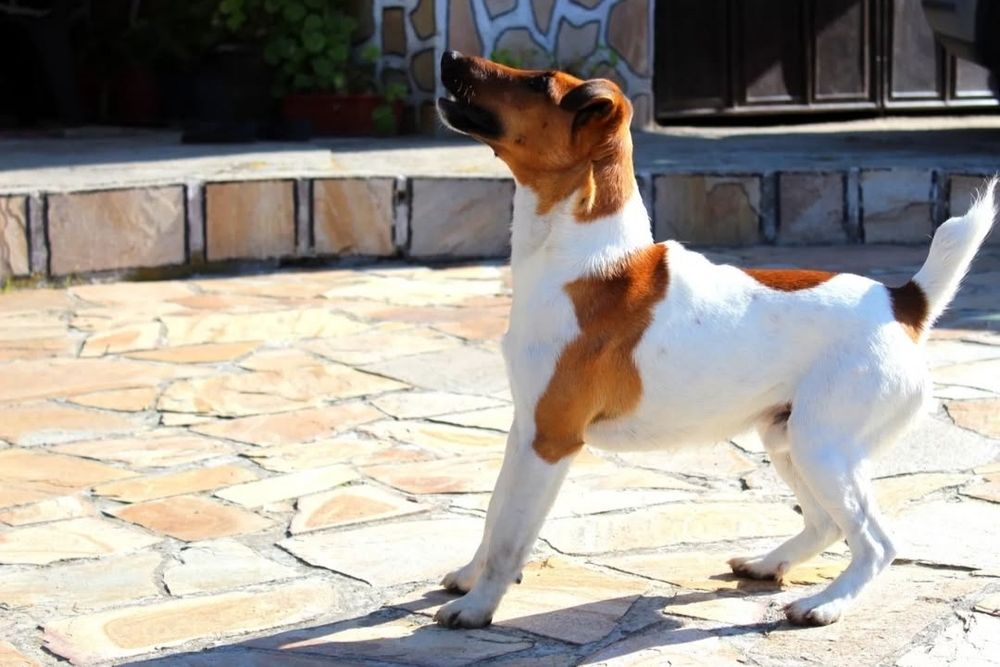 Гладкокосмест фокстериер