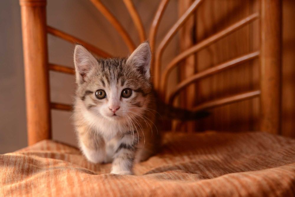 Котенок  мальчик