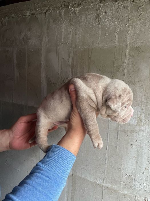 American Bully Pocket