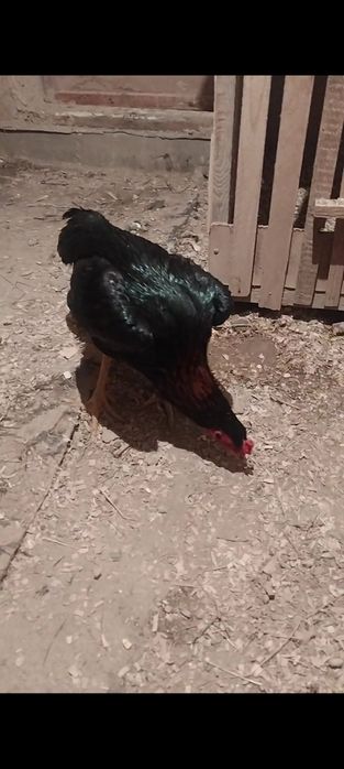 Дакан майский 35 мын