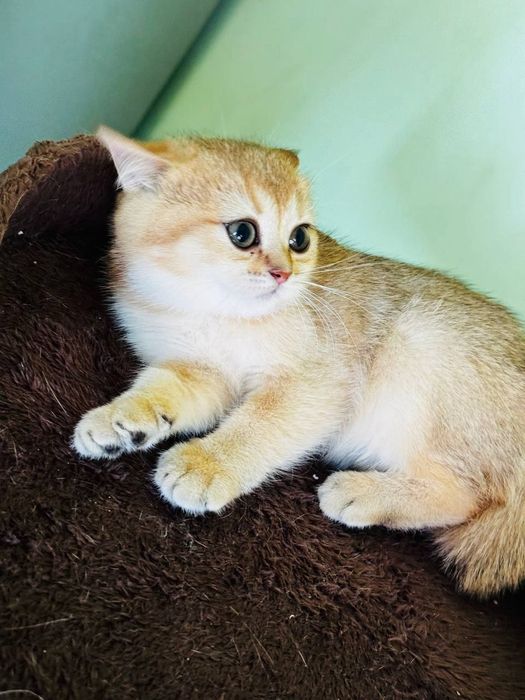 Залотиистий шиншилла